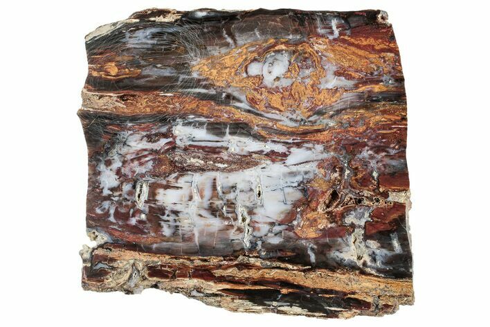 Colorful Hubbard Basin Petrified Wood Slab - Nevada #305094